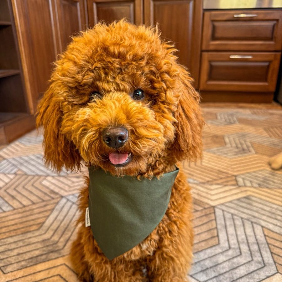 Bulka the toy poodle sitting in the kitchen, looking up expectantly