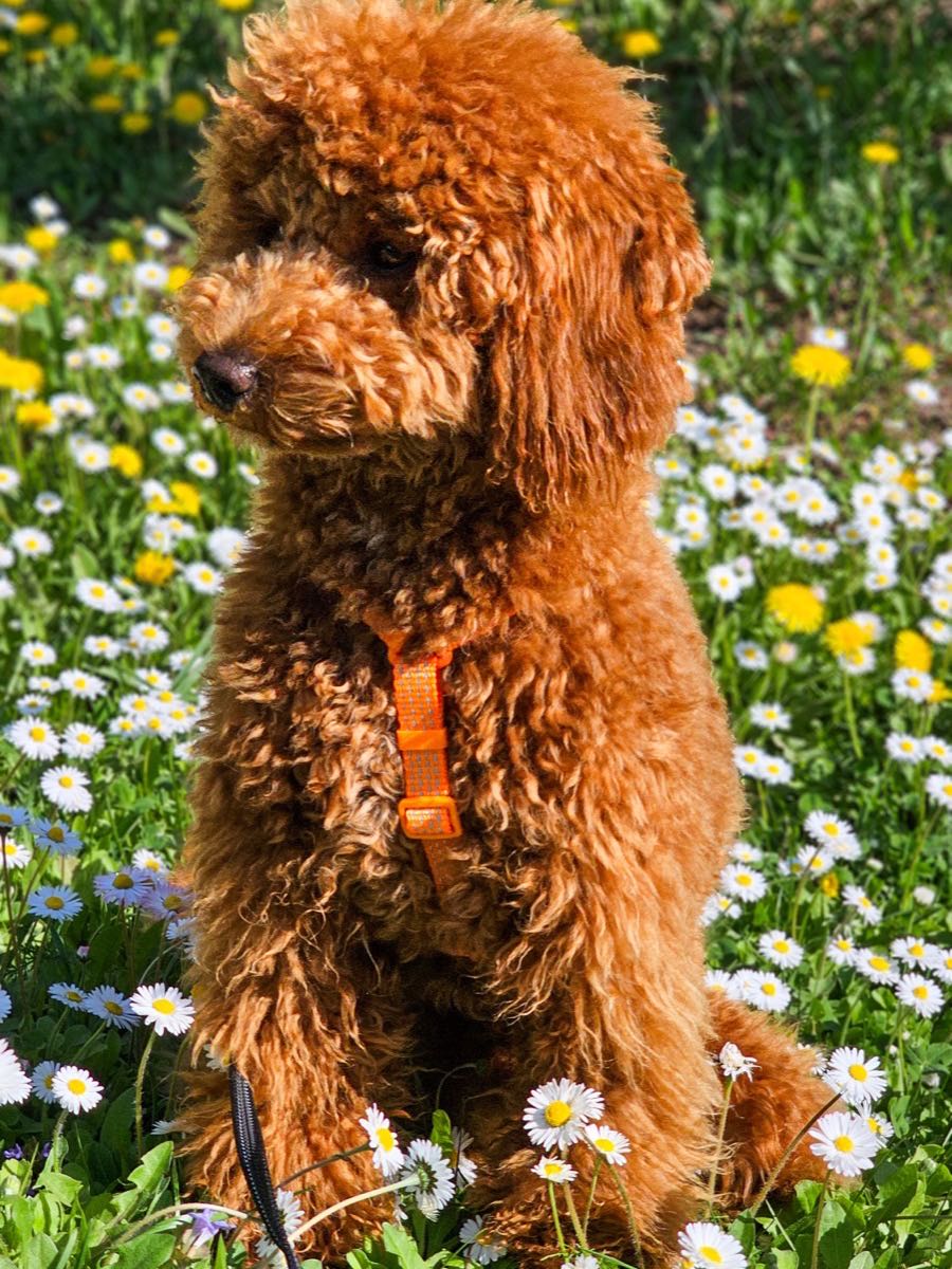 Bulka the toy poodle sitting in a flower meadow, full-body view
