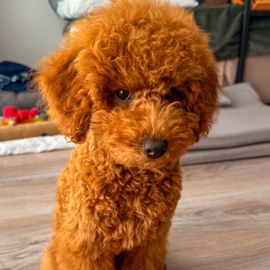 Bulka the toy poodle as a puppy, sitting on the floor at home