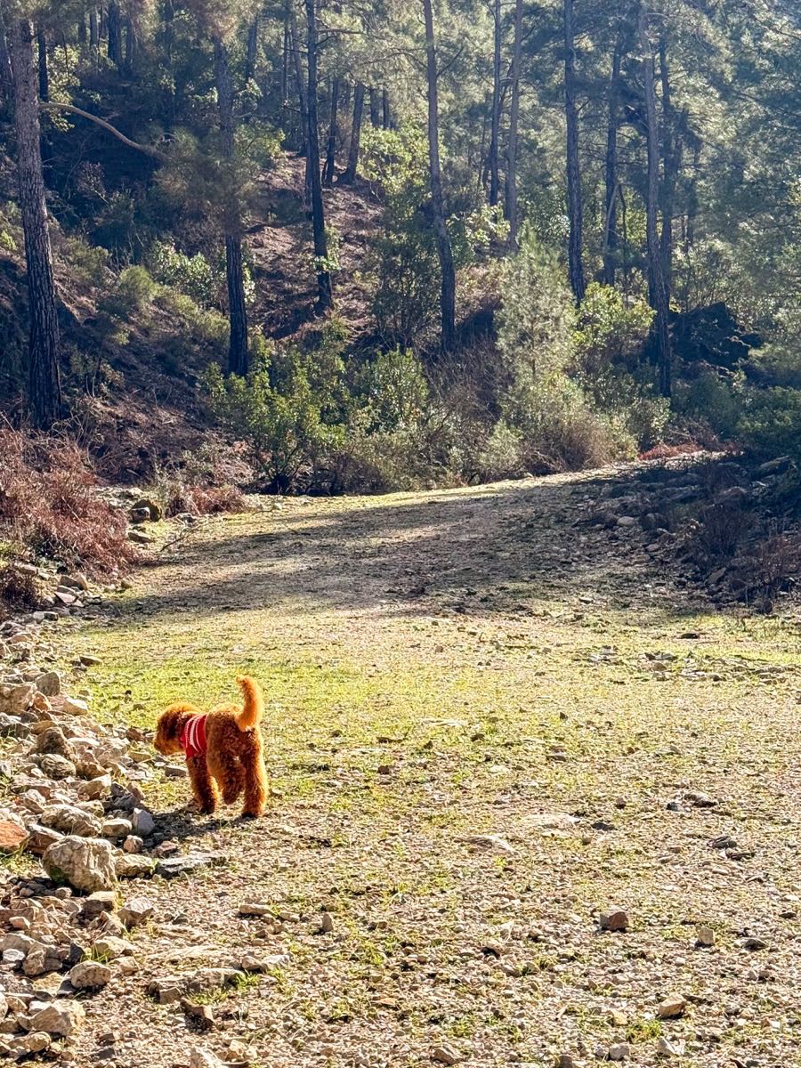Bulka the toy poodle in a red harness on a wide forest trail