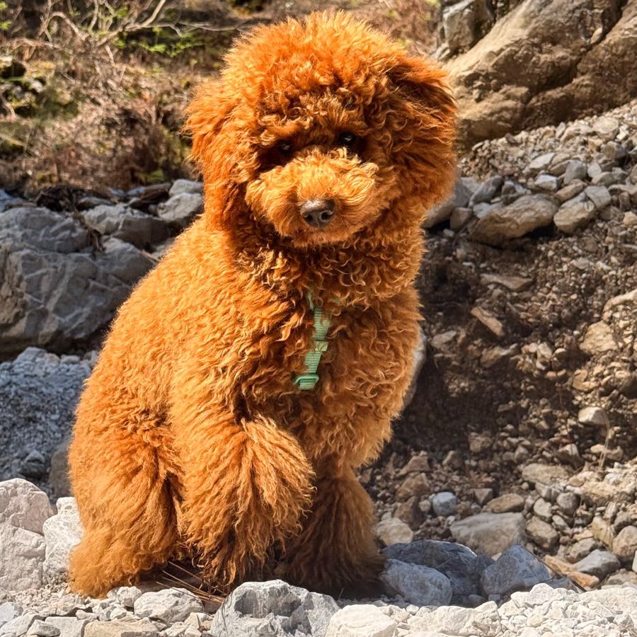 Bulka the toy poodle sitting on rocks during a mountain hike